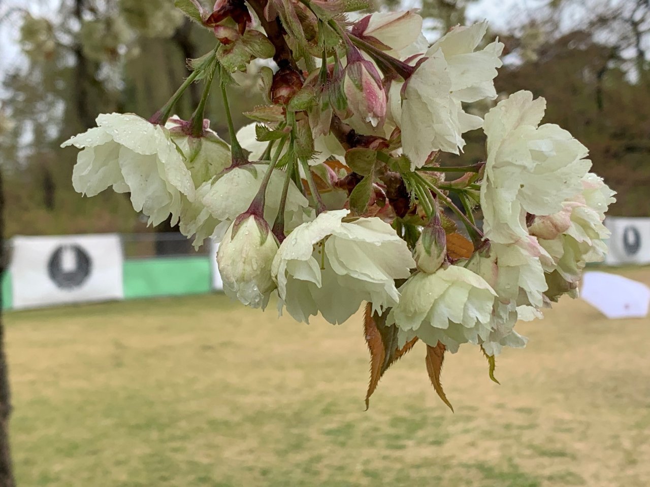 御衣黄桜